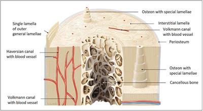 Murine Metatarsus Bone and Joint Collagen-I Fiber Morphologies and Networks Studied With SHG Multiphoton Imaging